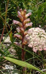 Orobanche minor ssp. maritima
