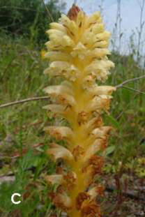Orobanche minor ssp. flava